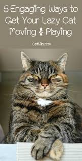 5 Engaging Ways To Get Your Lazy Cat Moving Playing Cat Health