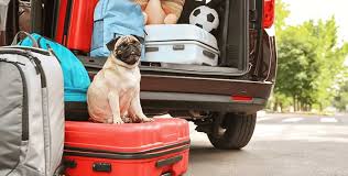 Illegal puppy imports cdc 04/2019 Dog Transport How To Prepare Your Dog Pets2fly