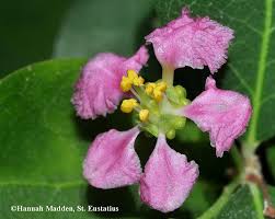 Image result for Malpighia