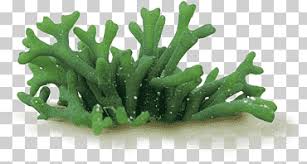 chlorella spirulina algae cell wall spirulina food grass cell png klipartz chlorella spirulina algae cell wall
