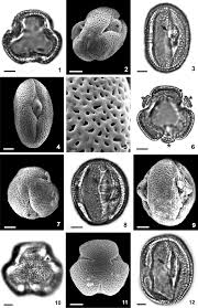 Image result for Basananthe pedata