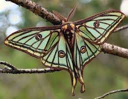 I know i did a post on these while back but imo that post was ugh as in it wasn't detailed and for that i'm sorry. Spanish Moon Moth They Are Huge Moon Moth Lunar Moth Beautiful Butterflies