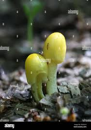 Image result for Bolbitius sp.