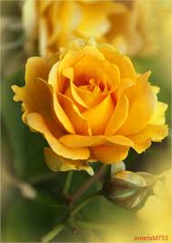 Fleeting Love By Theresahelmer Pretty Flowers Beautiful Roses Hybrid Tea Roses