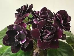 Pin On African Violets