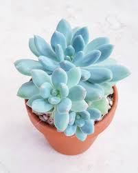 Get black succulents for sale today w/ drive up or pick up. 8 Blue Succulents You Need In Your Succulent Garden Succulent City