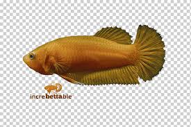Closely related to the traditional fighting betta, the plakat betta is easily recognizable from its short tail. Siamese Fighting Fish Red Yellow Betta Betta Channoides Orange Fauna Tail Png Klipartz
