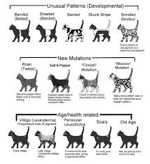 Just like human beings have different skin colors and hair colors, cats have different fur colors and patterns too. Color And Pattern Charts Of Domestic Cats Rare Cats Cat Colors Cat Breeds Chart