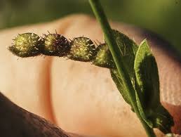 Image result for Zornia pratensis