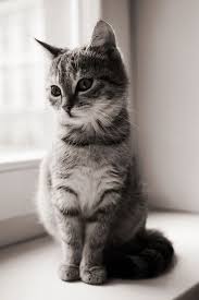 Check spelling or type a new query. Mobile Cat Wallpapers Android Iphone Smartphone Hd Wallpapers Purrfect Love