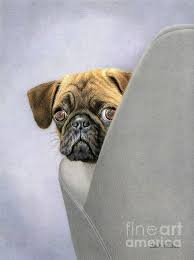 Oh You Re Home By Sarah Batalka Colored Pencil Portrait Square Art Animal Paintings