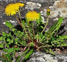 Image result for Taraxacum