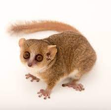 Natgeo On Instagram Image By Joelsartore This Gray Mouse Lemur At The Dukelemurcenter Is Named Buckwheat And Grey Mouse Lemur Lemur Primates