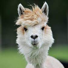 alpaca1 可愛すぎる動物 美しい動物 動物