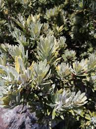 Image result for Podocarpus latifolius