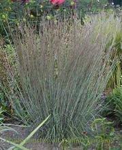 Image result for Schizachyrium
