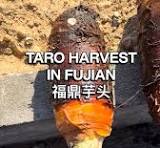 my hands were completely frozen while harvesting taro in the mountains of  fuding, fujian 福鼎. thankfully, we were rewarded with warm, silky taro soup  and sweet, thrice-fried taro sticks for lunch 🍠, ...