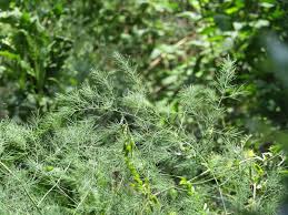 Image result for Asparagus minutiflorus