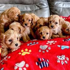 Apart from being a cavapoo puppies breeder, they are also a large and loving family of 6! Beautiful Cavapoo Puppies For Sale Home Facebook