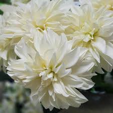Artificial dahlia flowers for sale. Artificial Flowers Melbourne Factory Outlet Direct To The Public