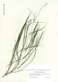 Image result for Stuckenia