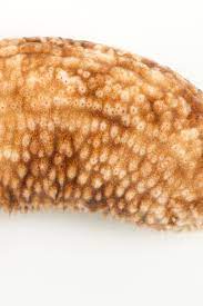 Sea Cucumbers National Geographic