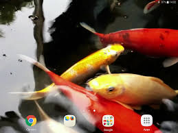 Koi Live Wallpaper Pro For Android Apk Download