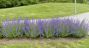 Image result for Nepeta × faassenii