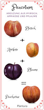 Pluot Was Ist Das Plantura Obst Und Gemuse Fruchte Pfirsich