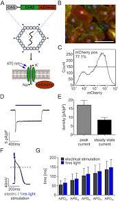 111 90 l50 204 selep viral. Frequency Dependent Drug Screening Using Optogenetic Stimulation Of Human Ipsc Derived Cardiomyocytes Scientific Reports