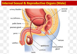 Out of total 78 organs of the body, at least 10 to 15 human body organs are major by size and function, know what are the largest organs (educational all the 78 (plus 2 newly discovered) organs of the body work in sync to form around a dozen organ systems. Female Reproductive System Function Human Body Anatomy Woman Png Pngegg