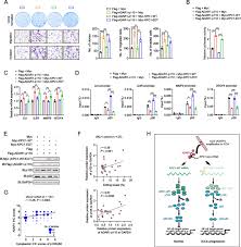 The A-to-I editing of KPC1 promotes intrahepatic cholangiocarcinoma by  attenuating proteasomal processing of NF-κB1 p105 to p50