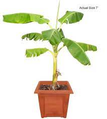 This makes it well suited to growing in cooler areas. Buy Banana Tree Banana Palm Musa Spp Real Palm Trees