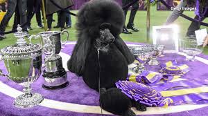 Find out who will take home best in show. Westminster Dog Show Moving Venues Amid Pandemic 11alive Com