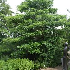 Image result for Rauvolfia nana