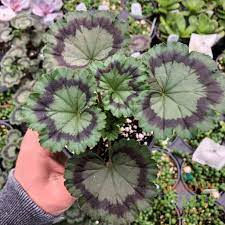 Pin On Plants I Love Want