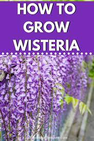 How To Grow Wisteria Without Overtaking Your Yard Wisteria Flowering Vines Shade Perennials