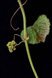 Image result for Ampelocissus africana