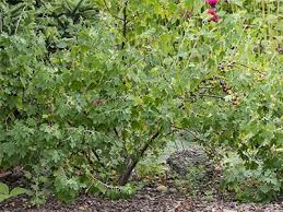 Image result for jostaberry