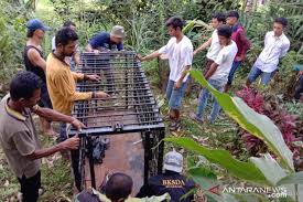 Wisata ternak kandang macan : Bksda Agam Pasang Perangkap Di Lokasi Kambing Dimangsa Macan Antara News