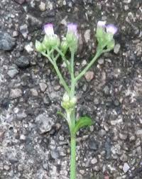 Image result for Emilia violacea