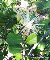 Image result for Capparis citrifolia