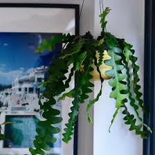Use a selection of indoor hanging plants in hanging planters to make your place a green dream. Hanging Plants 7 Trailing Plants To Create An Indoor Jungle