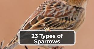 23 Types Of Sparrows Kitchen Infinity