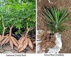 Yucca Vs Yuca Benefits Las Cruces Dental Solutions