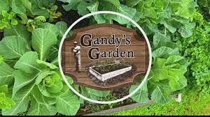 Plant powdery mildew resistant zucchini varieties. This Summer Fungus Can Destroy Zucchini And Squash In Just Days Wltx Com