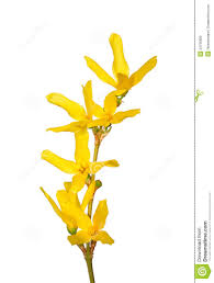 Forsythia Flowers 24795826 Jpg 984 1300 Watercolor Paintings Abstract Forsythia Watercolor Flowers
