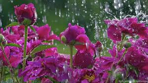Colorful flowers sweet pink tulip with green stem , leaves and water drops blooming big group in nature garden. Wallpaper Peonies Water Clearing Drops Flowers Wallpapers Desktop Background