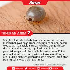Sengkenit atau kutu babi adalah bintang parasit yang biasa ditemui di persekitaran kita. Sinaronline Na Twitteri Tahukah Anda Bahaya Sebenar Sengkenit Atau Kutu Babi Ini Namun Jika Anda Terkena Gigitan Sengkenit Ini Segeralah Mencabutnya Dan Dapatkan Rawatan Yang Sepatutnya Sinarharian Sengkenit Kutubabi Https T Co 8n0ijsrw7f