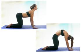 Your knees will be hip distance apart and your hands will be directly under, or slightly in front of. Cat Cow Pose From 12 Simple Yoga Poses Anyone Can Do The Active Times